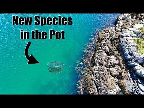 BIG Pollock and an Unusual Catch in the Pot