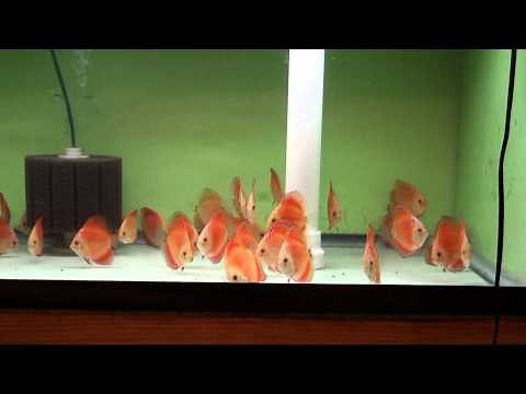 Marlboro Red and Red Melon Discus - Gwynnbrook Farm