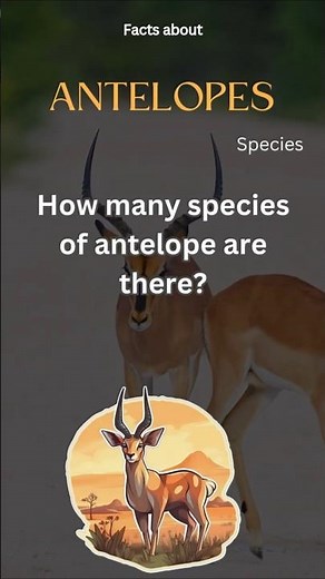 Antelope Fact 3 - How many species of antelope are there?