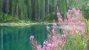Europe, Italy , Trentino - Lake Lago di Carezza (Karersee) in Dolomites Catinaccio Mountains - Green clear water and pine wood