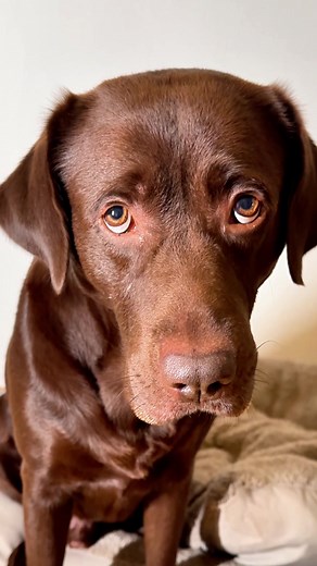 Hund allein zu Hause lassen: Gefahren und Tipps
