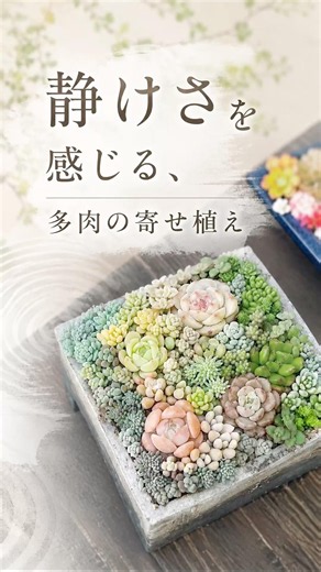 静けさを感じる、多肉の寄せ植え😊 #多肉寄せ植え #多肉植物 #garden #succulents