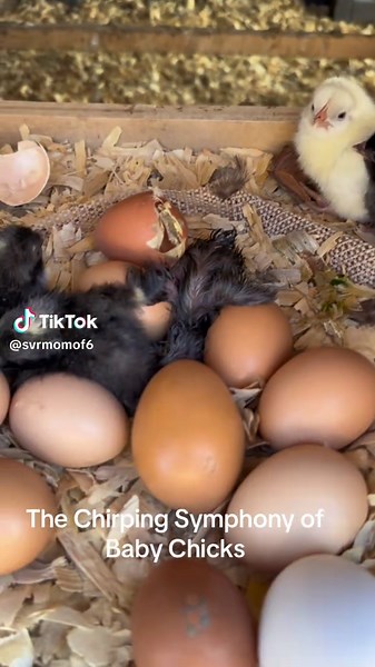 The Chirping Symphony of Baby Chicks