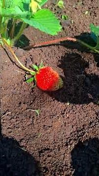 Jak pěstovat jahody (jednoduchý návod pro každého) 🍓