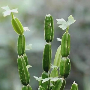 Cissus Quadrangularis #HADJOD #CissusQuadrangularis #Cissus #imwell