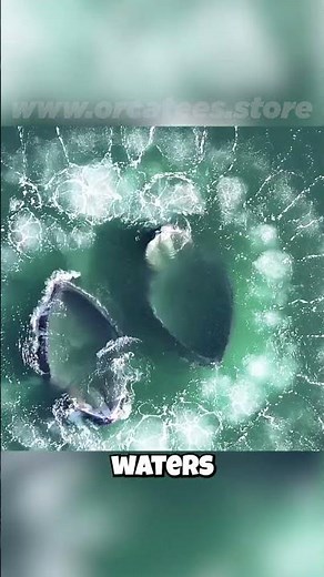 ❄️ Humpback Whales: Summer in Antarctica, Winter in Hawaii? ☀️ Their Migration Secrets Revealed!