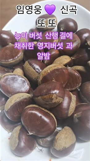 능이 버섯 산행 길에 채취해온 영지버섯 과 알밤 #임영웅 #신곡 #또또
