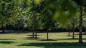 How to properly plant a tree: here are 6 things to know