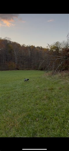 Little big field action with echo yesterday. I trimmed the video down to make it shorter & cut out a lot of my heavy breathing 😂 but man does he move around good. He’s got an exceptional nose, stylish points & all the drive you could want. We’re still working through some creeping issues but as you can see he’s responding well to the woah reinforcement work we’ve been doing. Week from today he’ll be running for his junior hunter title & I’m excited! My dogs ain’t perfect & I’ll never claim they