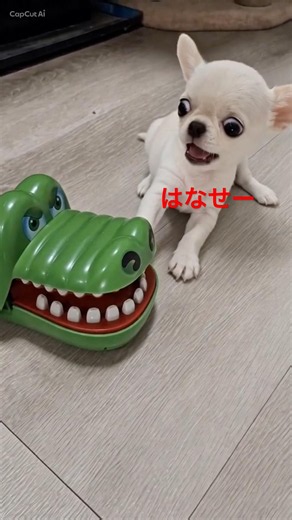 たすけてーー😱 #チワワ #chihuahuafanclub #dog #chihuahua #犬のいる暮らし #dog #youtubeshorts
