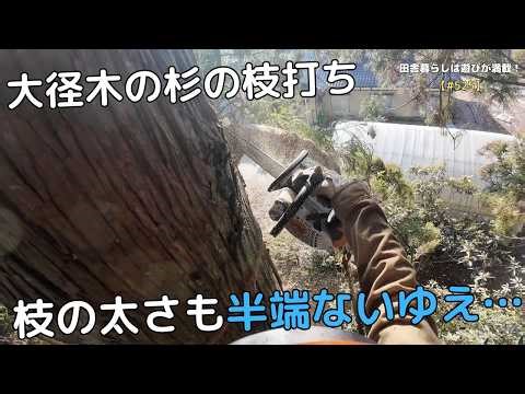 [#525] Pruning branches from large-diameter cedar trees... the thickness of the branches is so...