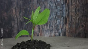 Little newborn sprout growing. Green plant growth. Small tree sapling close up. New life concept. Stop motion animation. Eco earth day. Kid germ grow out of ground. Botany seedling. Bark background.