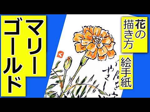 マリーゴールドの描き方│夏・秋の絵手紙イラスト│夏の花の描き方│5月・6月・7月・8月・9月・10月・11月