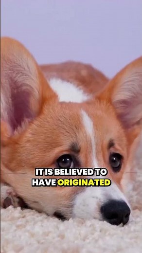 The Two Types of Corgis Pembroke vs Cardigan #corgi #dogcoach #dogtraining #doglove #dogshorts