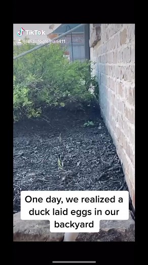 Lillian Fogleman on TikTok