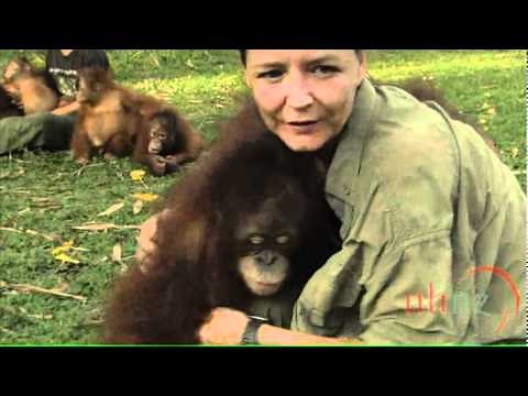 Orangutan Island