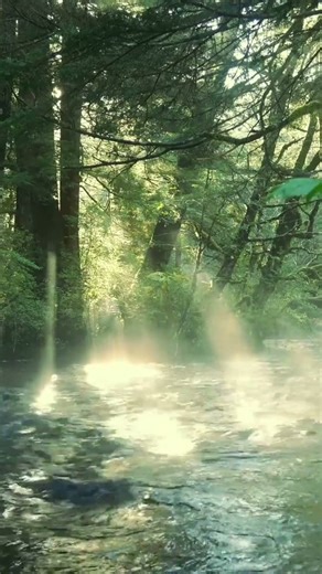 30 Seconds of Peace- Flowing Forest Stream for Instant Relaxation