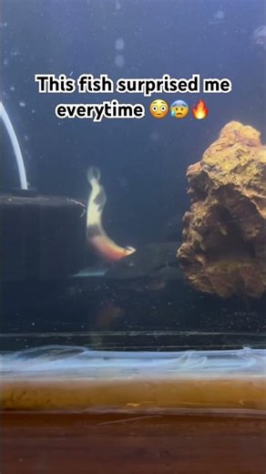 #shorts #arowana #monsterfish #aquariumlife #fishattack #trending #viralshorts #predatorfish #fish