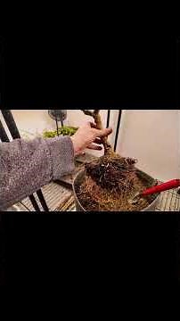 Chilis überwintern in 8 einfachen Schritten #chilichallenge2025 #garten #scharf #chili #pepper