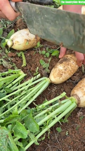🥢⚙️ Fresh White Radish Leaf Crown Trimming Using Large Cleaver Knife