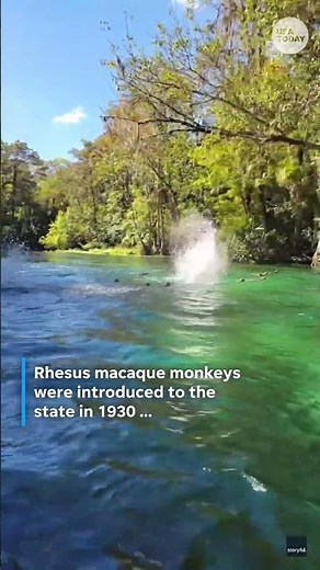 'It's raining monkey!' See feral monkeys interrupt peaceful day on the water.