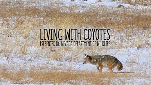 9K views · 70 reactions | Spring is here!! Coyotes are seen quite...
