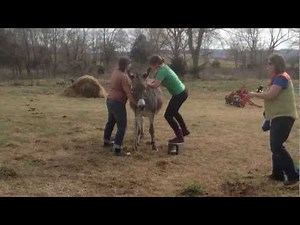 Donkey Rides at Mockingbird Farm