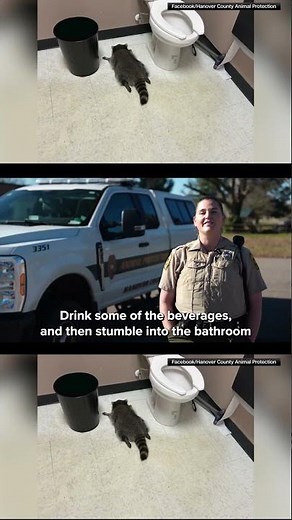 Drunk raccoon caught on camera