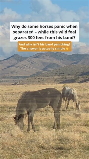 This foal is 300 feet from his band. Zero panic. Why?