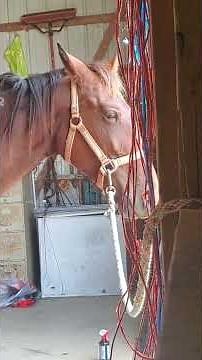 Sore Shoulders & Tight Back? Watch This Horse Relax! 🐴✨ #EquineMassage