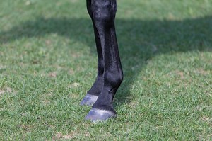 Stock Up Stoppers: 4 Best Horse Compression Stockings - Horse Rookie
