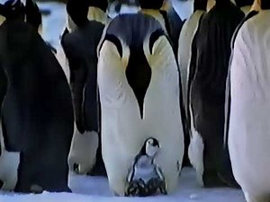 Pampers commercial from 2000