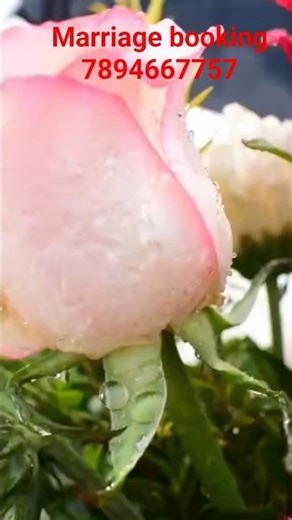 #marriage #booking #affordable price #fastbooking #allover odisha #audi #viralshorts #bhubaneswar