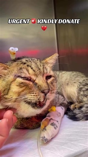 🆘🆘🆘Markus wants his survival to define his story - not the pain, not the rejections, not the label that keeps costing him the home he so deeply deserves. He’s had adoption offers before... but each time, the moment they hear “FIV ”, “, they disappear. They see a virus - we see a warrior. And we need you to help the world see him that way too. In early February, Markus was found after being hit by a car — his jaw shattered, his eye barely hanging on, his body too swollen to eat. He was on a fe