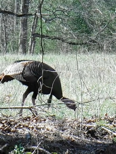 Spring Fling is HERE at Woods & Water 🔥🦃 Turkey season is calling… are you ready? Big deals • New gear • Everything you need to hit the woods 📅 Feb 27 – Mar 1 Don’t miss it #TurkeySeason #SpringFling #WoodsAndWater #HuntingSeason #TurkeyHunting #GetInTheWoods #OutdoorLife #GearUp