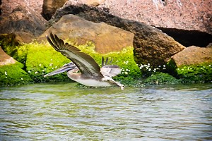 Birding on the Creole Nature Trail | Lake Charles, LA