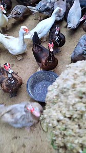 311K views · 3.1K reactions | Food Rush 謹 #MuscovyDucks #DuckFeeding #HungryDucks #DuckFeast #BackyardFarming #PoultryLife #FarmAnimals #DuckFarming #HomesteadLife #FeedingTime | Altam Ed | Facebook