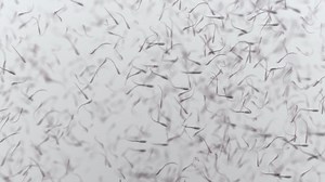 various forms of life in a drop of water. the simulation of the protozoan organism has loop animation