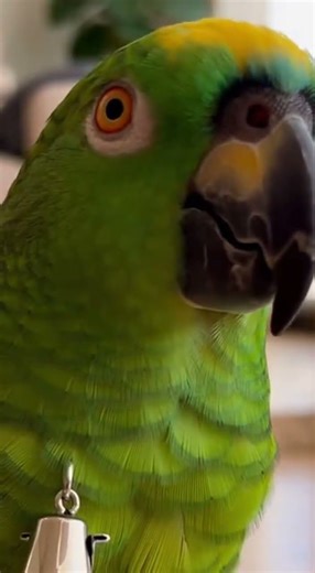 Transforming Cat Collars into Trendy Parrot Accessories