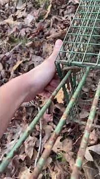How to set a trap for a raccoon/possum!!#subscribe #fypシ #howto #jesus #country #viral #youtube