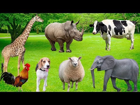 Learn About Animal Features - Elephants, Giraffes, Rhinos, Cows, Sheep, Buffaloes, Roosters,...