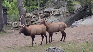 Ready for the weekend? Elk yeah! We visited the Grandfather Mountain wildlife habitats on Thursday to find resident elk Doc and Merle having a playful spar. Named after bluegrass luminaries Doc and Merle Watson (a third elk, aptly named Watson, sat this one out), the elk have found their own little shady grove on Grandfather Mountain. See for yourselves with a visit to Grandfather Mountain! Reservations are required by visiting www.grandfather.com. Attending MerleFest in nearby Wilkesboro? See t