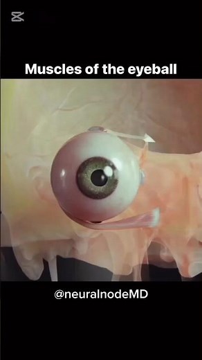 muscles of eye.