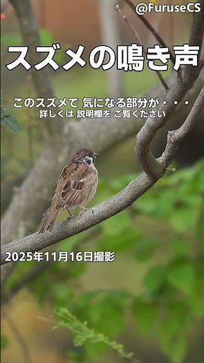 スズメ鳴き声