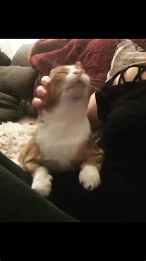 Just the sweetest of girls 🥹 I miss these snuggle sessions immensely, but it makes my heart so happy to know she felt so much love 🥰 Chloe was one in a billion 🧡🤍🧡 | The Jedikittens Family