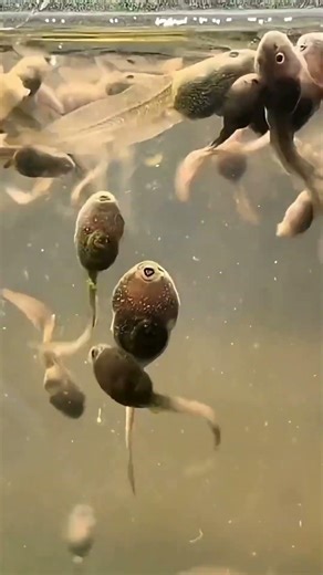 Raising thousands of baby frogs