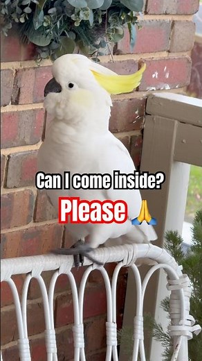 This bird refuses to take no for an answer! #shorts #funny #cockatoo #birds
