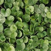Drought Tolerant Dichondra Repens Emerald Falls Ground Cover Plant Seed