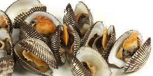 Reprodução dos Bivalves: Filhotes e Período de Gestação – Mundo Ecologia
