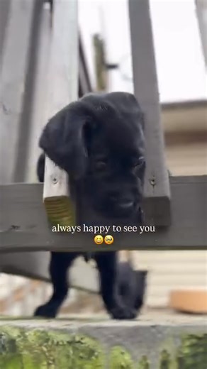 1.5K views · 58 reactions | Can you imagine a more welcoming sight?? We LOVE our life 殺殺 Labradors everywhere, all the time  these are some of our black labpups, sons and daughters of our stud Rain. LOVE these chonks!!! #blacklabpuppies #englishlabpuppies #blacklabradorretriever #blacklabradorpuppy | Black Labrador Retriever Lovers Community | Facebook